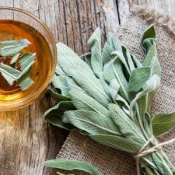 Chá de sálvia: conheça aos benefícios para saúde