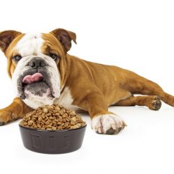 Quanto de comida devo dar ao meu cachorro?