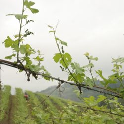 La Niña trará poucas chuvas no trimestre e produtores  de frutas devem se preparar para minimizar  perdas