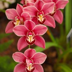 Dicas fantásticas de como salvar orquídeas
