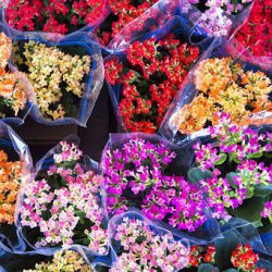 Fuja das flores caras para  os finados: feira das flores  acontece na Via Del Vino
