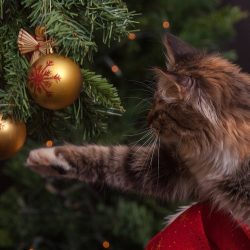 Decoração de Natal pode representar perigo para os pets