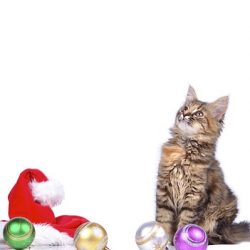 Cuidados com o seu gato no Natal