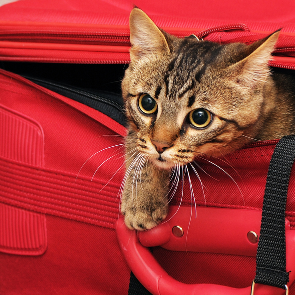 kitten in a suitcase