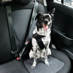 Transportar com segurança e outros cuidados ao viajar com seu cachorro