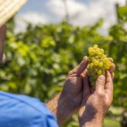 Vinícola Aurora vai receber 70 milhões de quilos de uvas de excelente qualidade