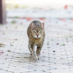 Gato fujão: como evitar e o que fazer quando ele escapa