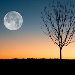 Na Lua cheia dormimos menos e mais tarde?