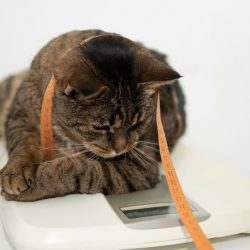 Obesidade felina: como identificar se o seu gatinho está com sobrepeso