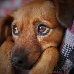 Câncer de próstata em cães: como perceber os sintomas