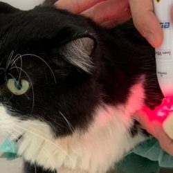 Fototerapia: auxilia nas dores e cicatrização além de não estressar o animal