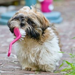 Pasta de dente caseira para seu cachorro: saiba como fazer