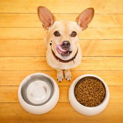 Os perigos de misturar alimentos para seu cachorro