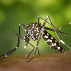 Focos do mosquito da dengue preocupa vigilância sanitária