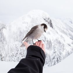 As aves também são sensíveis ao frio! Tome cuidado com seu pássaro no inverno