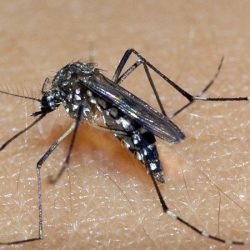 Bento acumula 30 focos de dengue em 51 dias e preocupa agentes de saúde