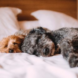 Dormir com os pets faz mal para a saúde?