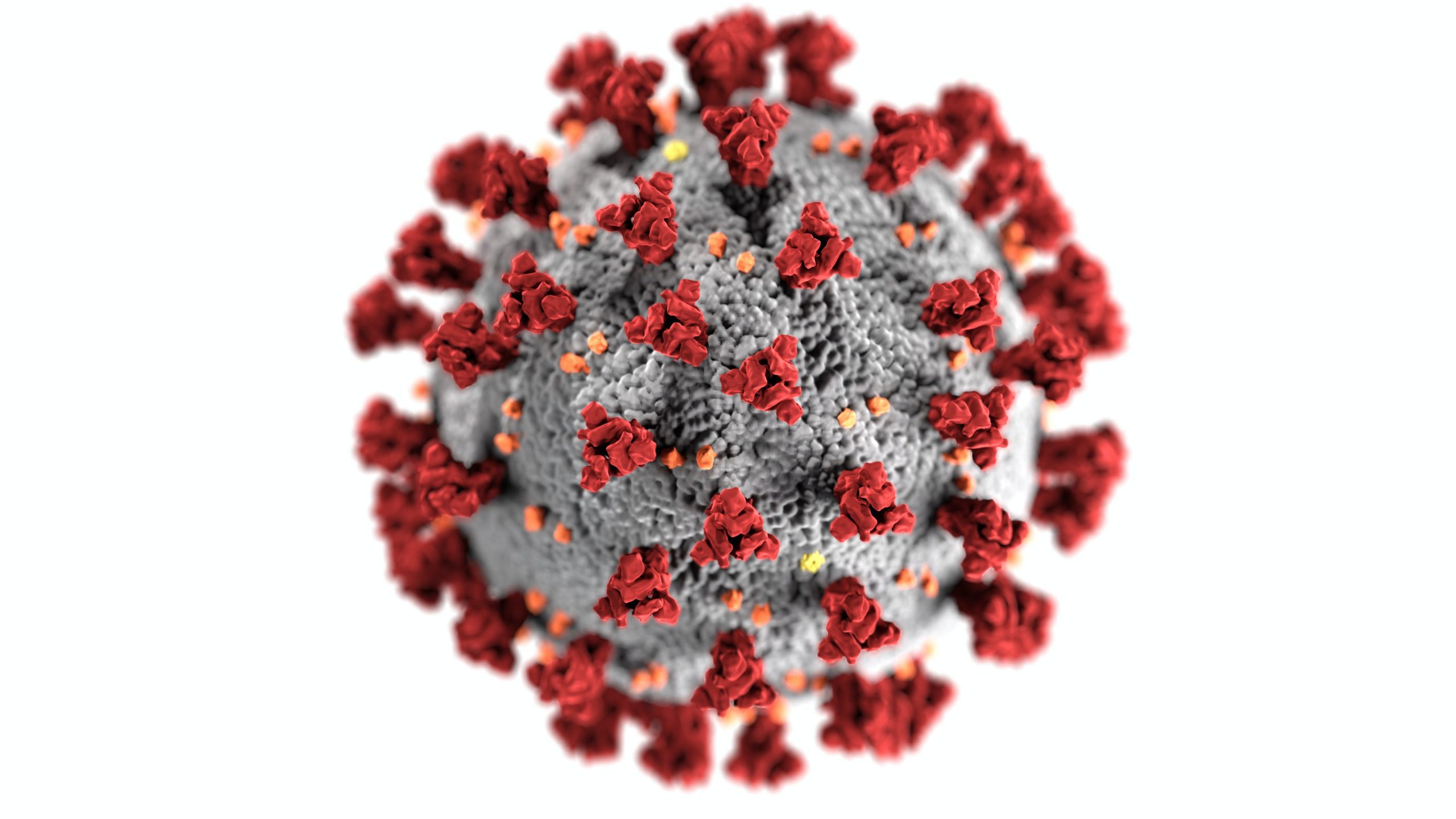Os tecidos especializados na produção e secreção de saliva funcionam como “reservatórios” do novo coronavírus.
Foto: Reprodução