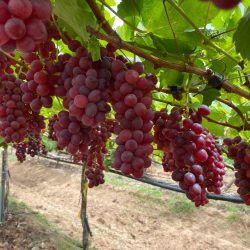 Novas uvas BRS ganham espaço no semiárido