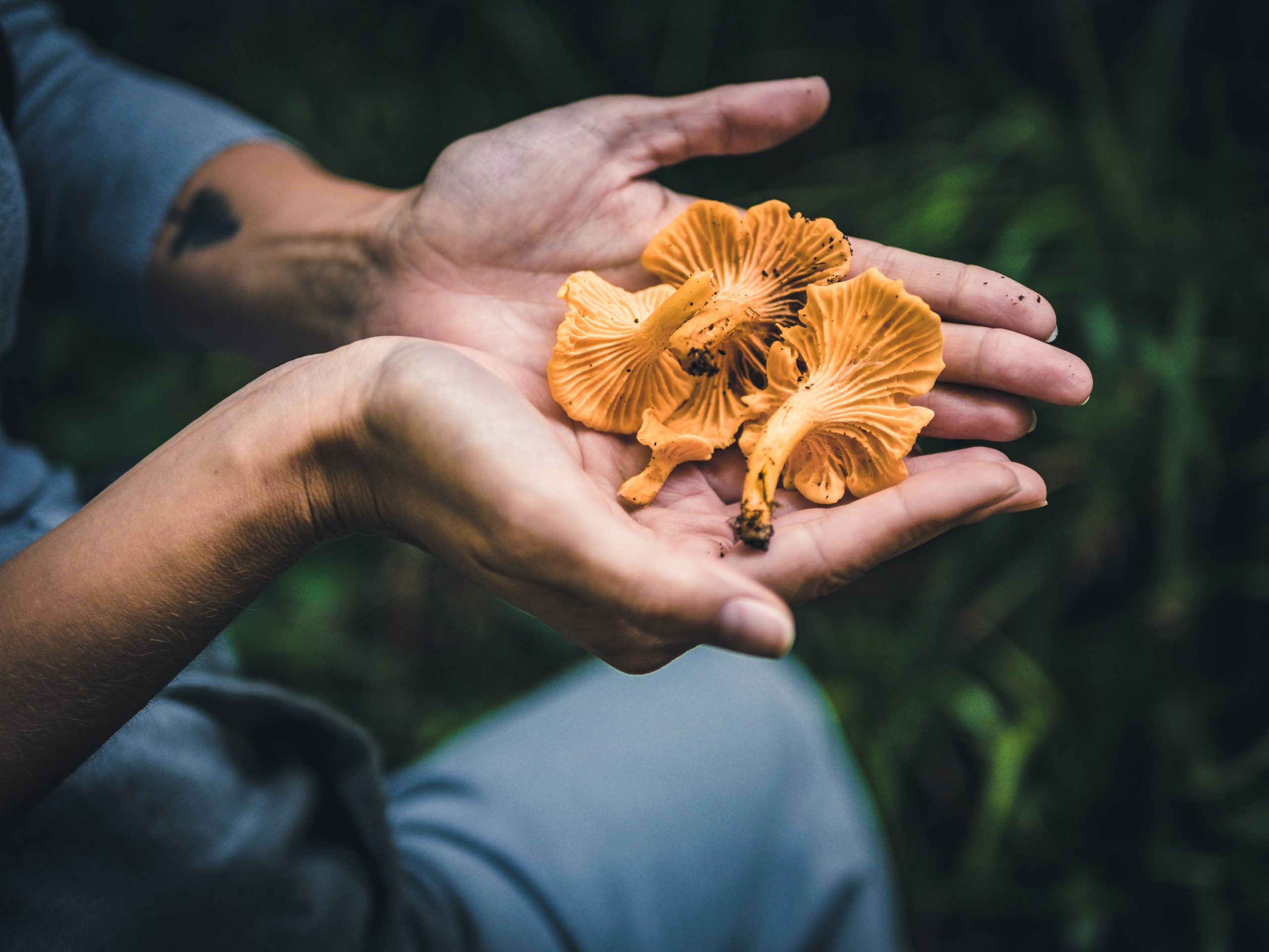 pexels-fabian-wiktor-3466359
