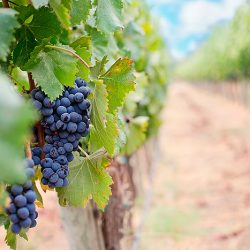 Preço da uva safra 2021/2022 é divulgado