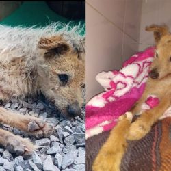 Cãozinho abandonado no Santa Rita morre em clínica