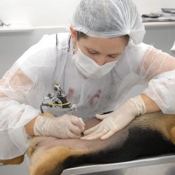 Município recebe R$ 51 mil  para castração de animais