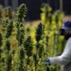 Mais três produtos à base de Cannabis são aprovados no Brasil