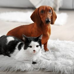 Cães x Gatos: Como fazer os animais conviverem em harmonia