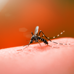 Bento Gonçalves registra mais de 50 focos de mosquitos da dengue neste ano