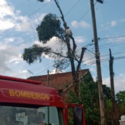 Após galho cair em fios de energia, homem fica preso em árvore no bairro Santo Antão