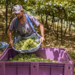 Cooperativa Vinícola Garibaldi colhe 26,2 milhões de quilos de uvas de excelente qualidade