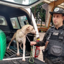 Cachorra vítima de maus tratos é resgatada em Bento