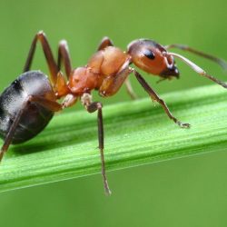 Estudo aponta que formigas podem “farejar” câncer