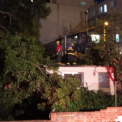Árvore cai em casa no bairro Humaitá