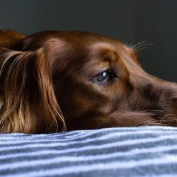 Depressão Canina: Saiba quais as causas e sintomas