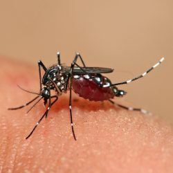 Estado entra em alerta contra dengue: 10,5 mil casos já foram confirmados    