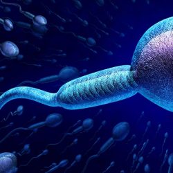 Espermatozoides são estudados para ofertar possibilidades a inférteis    