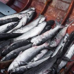 Semana Santa: mais de 3mil toneladas de pescado devem ser vendidos em todo o RS