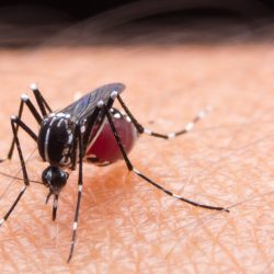 Cientistas informam para uma nova possibilidade do Zika Vírus. Atenção! 
