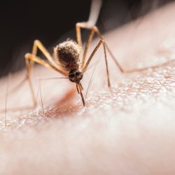 Aedes aegypti: Casos aumentam na cidade 