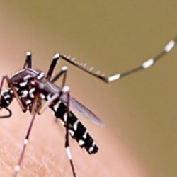 Mortes por dengue no RS sobem para 29