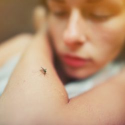 Nova variante da dengue aumenta chance de casos graves