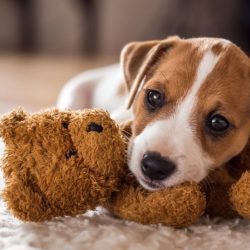 Por que os cachorros precisam de brinquedos?