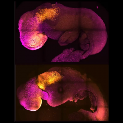 Embrião sintético de camundongo tem coração e batimentos