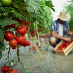 Pesquisadores utilizam inteligência artificial para identificar tomate orgânico