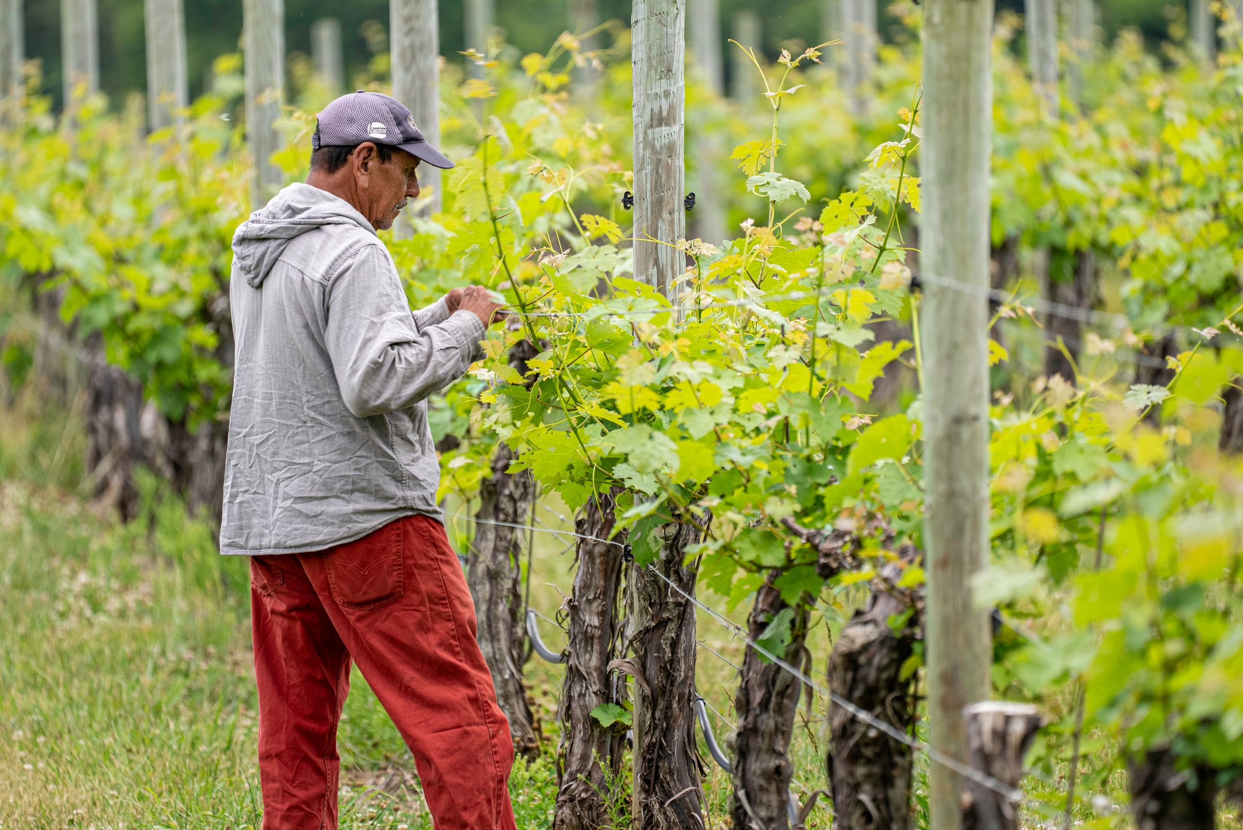 pexels-mark-stebnicki-8287363