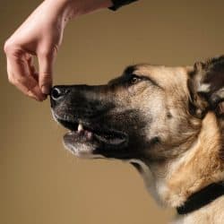 Cães são capazes de sentir odor de estresse em humanos