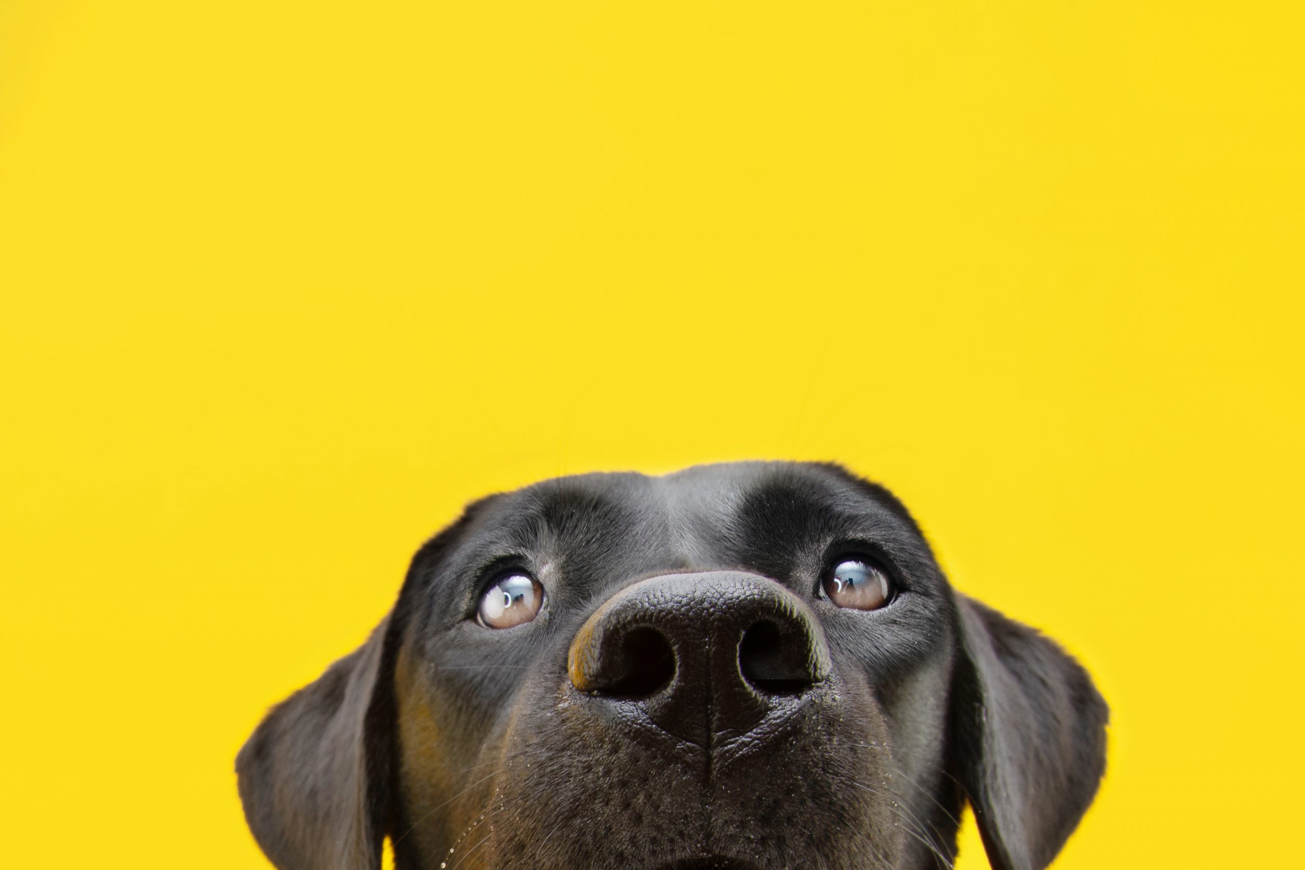 Close-up hide black labrador dog Isolated on yellow colored backgound.