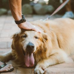 Terapia entre humanos e cães pode aumentar atividade cerebral